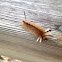Banded Tussock Moth Caterpillar