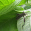 Leaf-Footed Bug