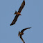 Black Kite