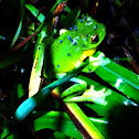 Red-eyed tree frog
