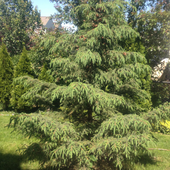 Spotting Image 1