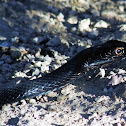 Coachwhip