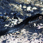 Coachwhip