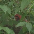 Cardinal