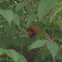 Cardinal