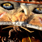 Polyphemus Moth