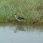 Black-necked Stilt