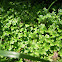 Selaginella