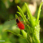 Shield bug (First instar)