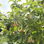 angel's trumpet
