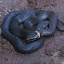 Ring neck snake