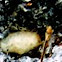 Live Oak Tussock Moth Coccoon
