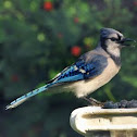 blue jay