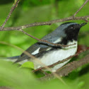 Black-throated Blue Warbler