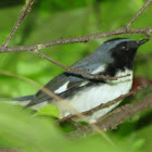Black-throated Blue Warbler