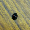 Kidney-spot Ladybird