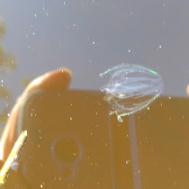 Aquatic Invertebrates of NW Florida