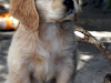 Cocker Spaniel Hembra De 2 Meses