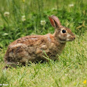 Eastern cottontail rabbit