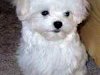 Adorables Cachorros Maltes Para Su Aprobacion