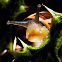 snail