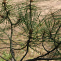 Red Pine
