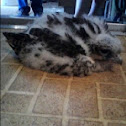 Prairie Falcon (chick)