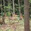 Whitetail Deer