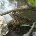 Green frog