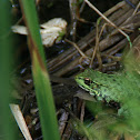 Northern Green Frog