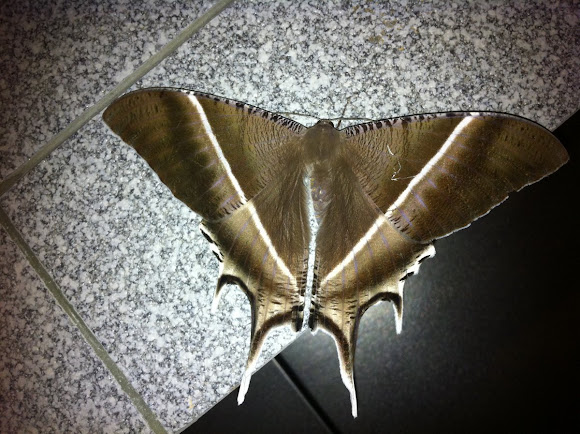 Spotting Image 1