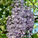 Japanese Wisteria