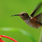 Rufous Hummingbird