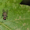 Limnophora sp.