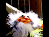 Duendes Artesanales Ventas Por Mayor Y Menor