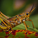 Southeastern Lubber Grasshopper