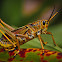 Southeastern Lubber Grasshopper