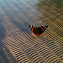 Red Admiral