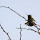 Hummingbirds of BC