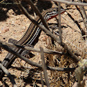 Belding's Orange-throated Whiptail