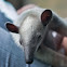 Tamandua