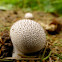 Gem-studded Puffballs