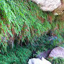 Maidenhair fern