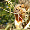 Fox Squirrel