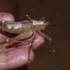 Katydid grasshopper