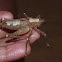 Katydid grasshopper