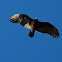Turkey vulture
