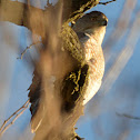 Cooper's Hawk