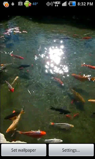 Pond of Fish