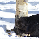 North American Beaver